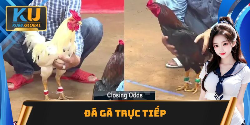 Đá gà trực tiếp