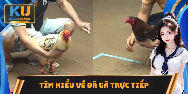 Thông tin cần tìm hiểu về đá gà trực tiếp