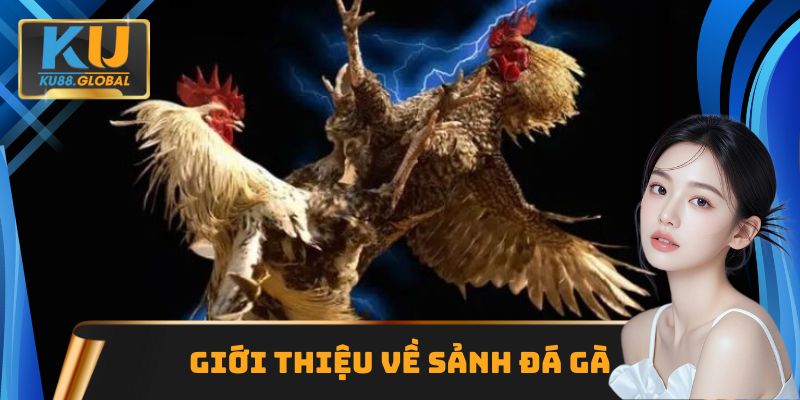 Thông tin cơ bản về Đá gà Ku88