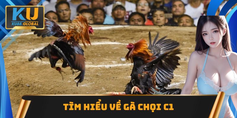 Tìm hiểu về gà chọi C1