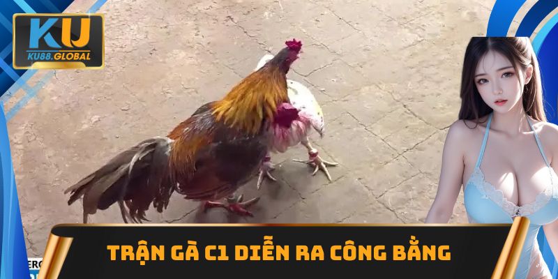 Trận gà C1 diễn ra công bằng, minh bạch